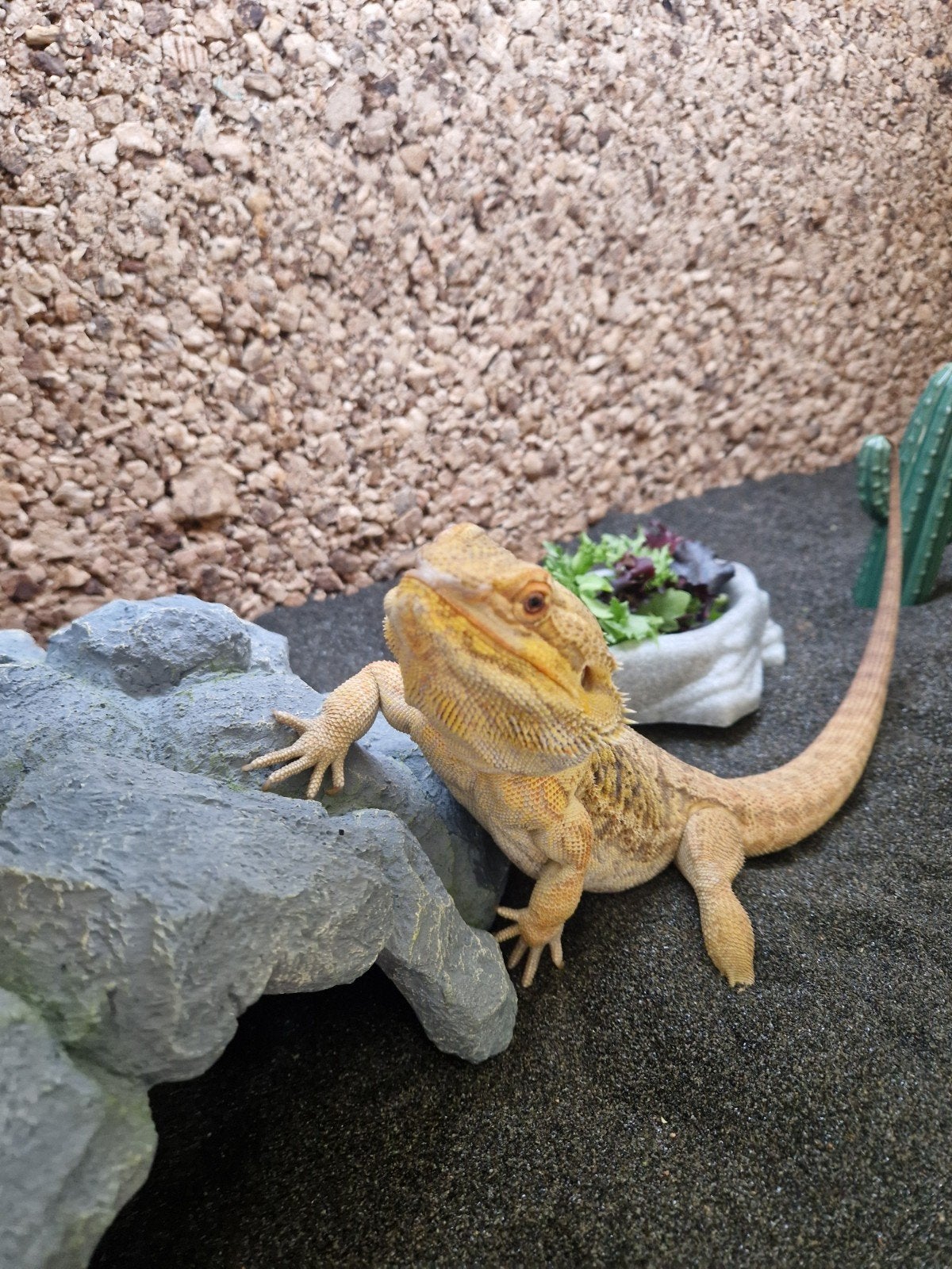Baardagaam met terrarium en toebehoren, Dieren en Toebehoren, Reptielen en Amfibieën, Hagedis, Met terrarium, 3 tot 6 jaar