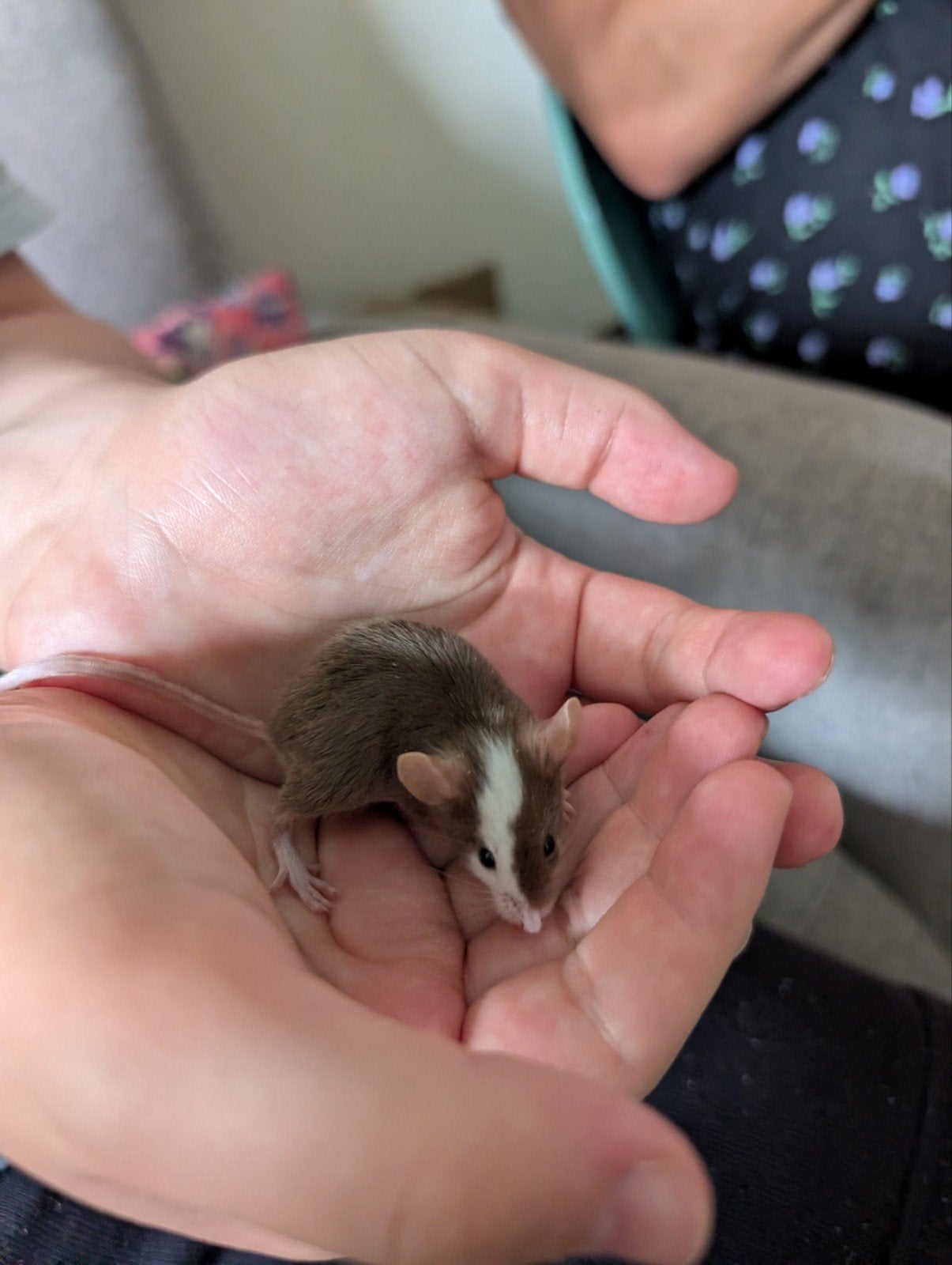 Muizen, Dieren en Toebehoren, Knaagdieren, Meerdere dieren, Muis, Januari