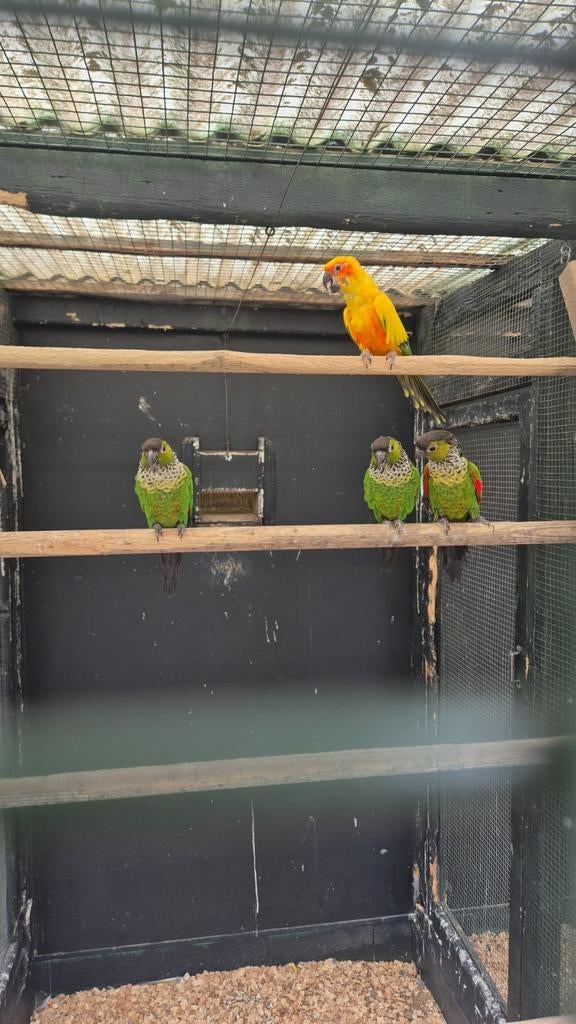 De laatste pyrrhura man, Dieren en Toebehoren, Meerdere dieren, Parkiet