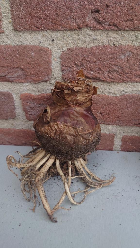 Amaryllis 2 soorten echte bollen, Huis en Inrichting, Kamerplanten, Ophalen of Verzenden