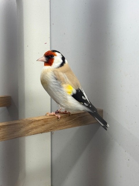 Gezocht majoor putters, Dieren en Toebehoren, Meerdere dieren, Wildzangvogel, Geringd