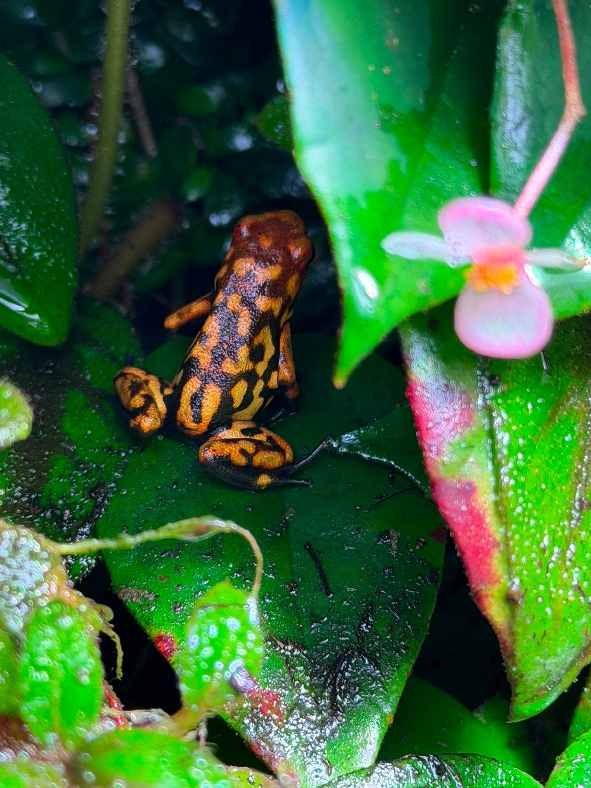0.0.2 Oophaga histrionica Redhead, Dieren en Toebehoren, Reptielen en Amfibieën, Amfibie, 0 tot 2 jaar