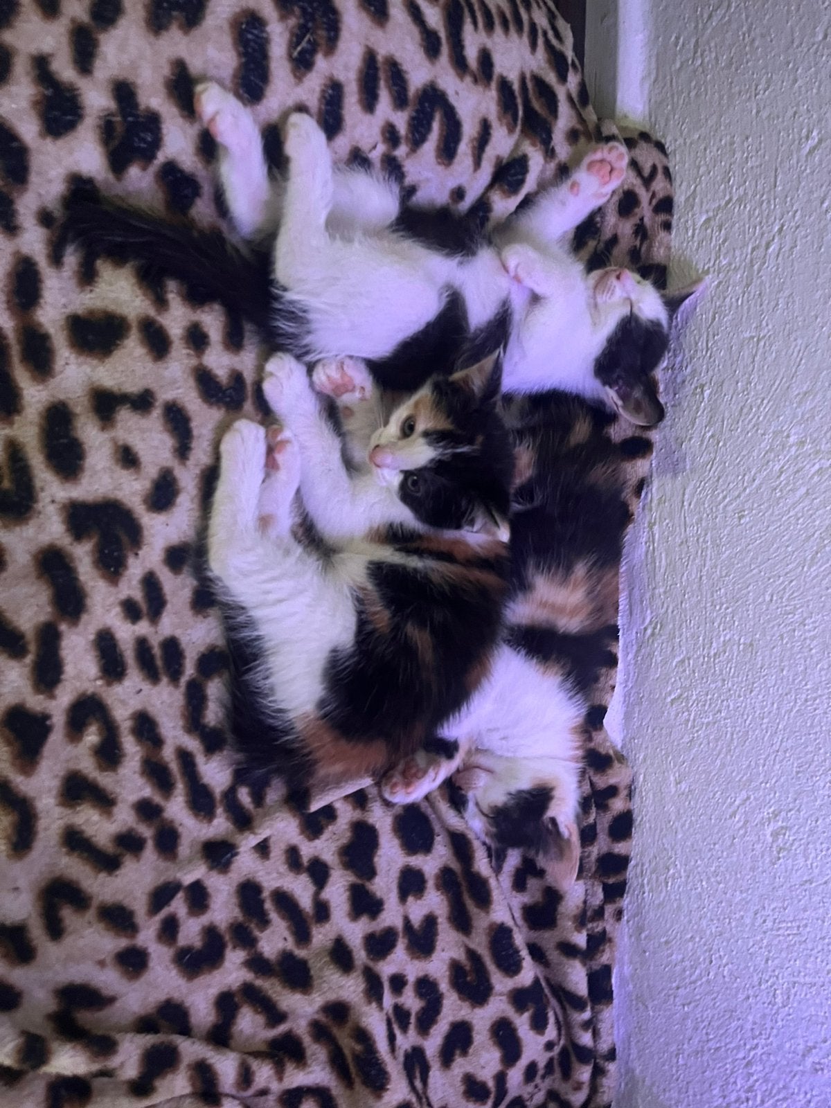 Kittens ophalen voor 25 euro, Dieren en Toebehoren, Geslacht onbekend, Kortharig, 0 tot 2 jaar