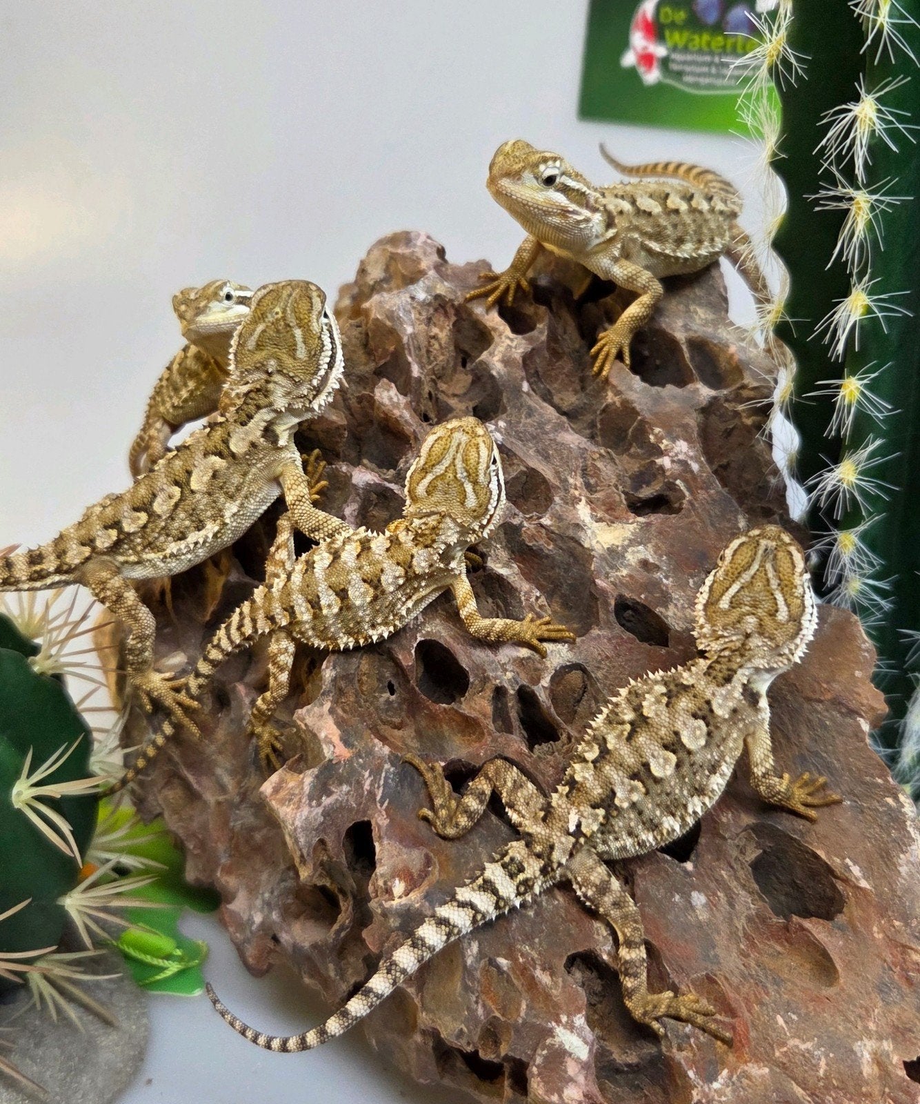 Dwerg Baardagaam 5X Bearded Dragon photo 5