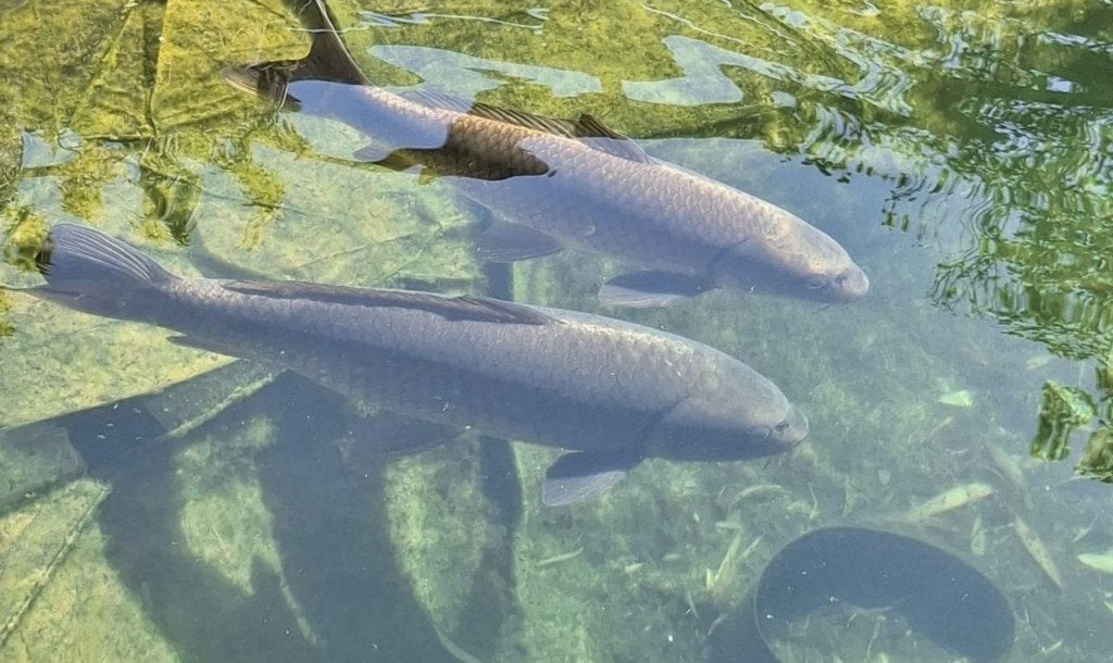 Koikarper vier stuks, Dieren en Toebehoren, Karper of Koi