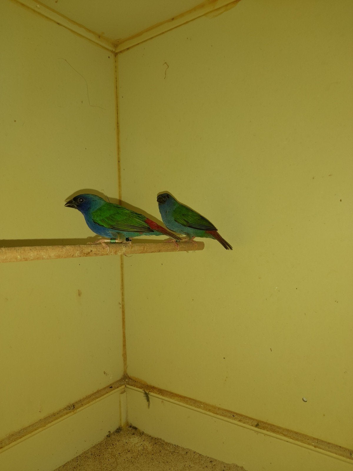 Koppel Forbes, Dieren en Toebehoren, Vogels | Overige Vogels, Meerdere dieren, Tropenvogel, Geringd