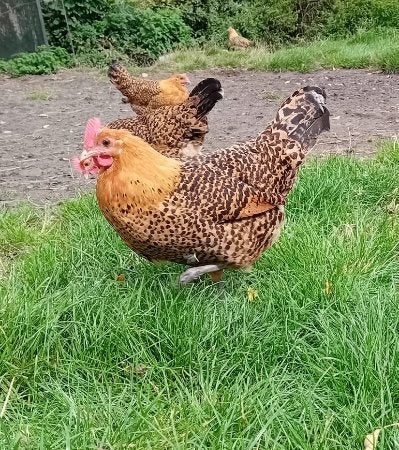 groninger meeuw Groot goudpel, Dieren en Toebehoren, Meerdere dieren, Kip
