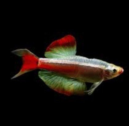 Danio White Cloud Mountains Longfin – 1,5-2 cm, Vis, Zoetwatervis, Schoolvis