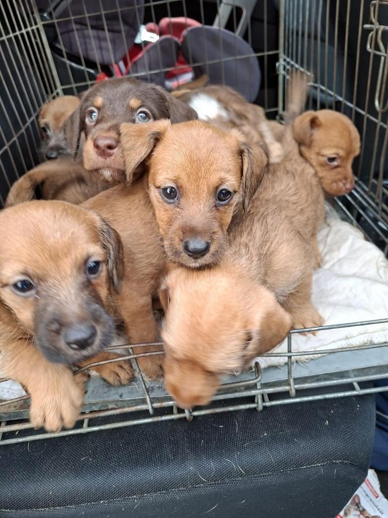 Drie lieve terrier x teckel kruising pups, Jack Russell Terriër, 8 tot 15 weken, Meerdere, Meerdere dieren