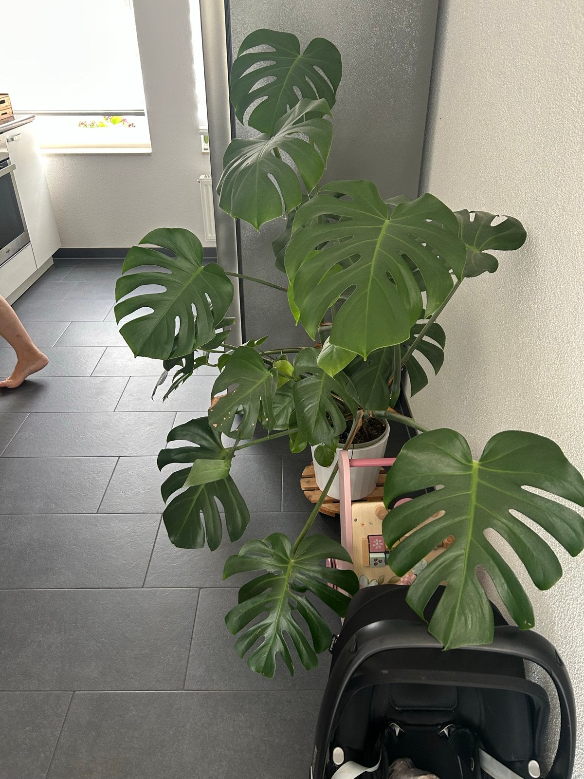 Grote Monstera Deliciosa - Kamerplant, Vaste plant, Bloeit niet, Halfschaduw, Ophalen