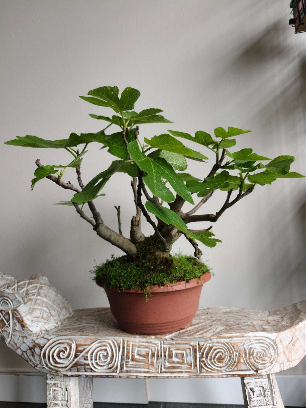 Carica 'Vijg' bonsai, Bloeit niet, Halfschaduw, Minder dan 100 cm, Overige soorten