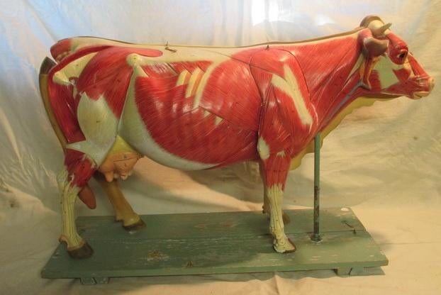 antiek anatomisch model koe met organen uitschuifbaar 21, Ophalen