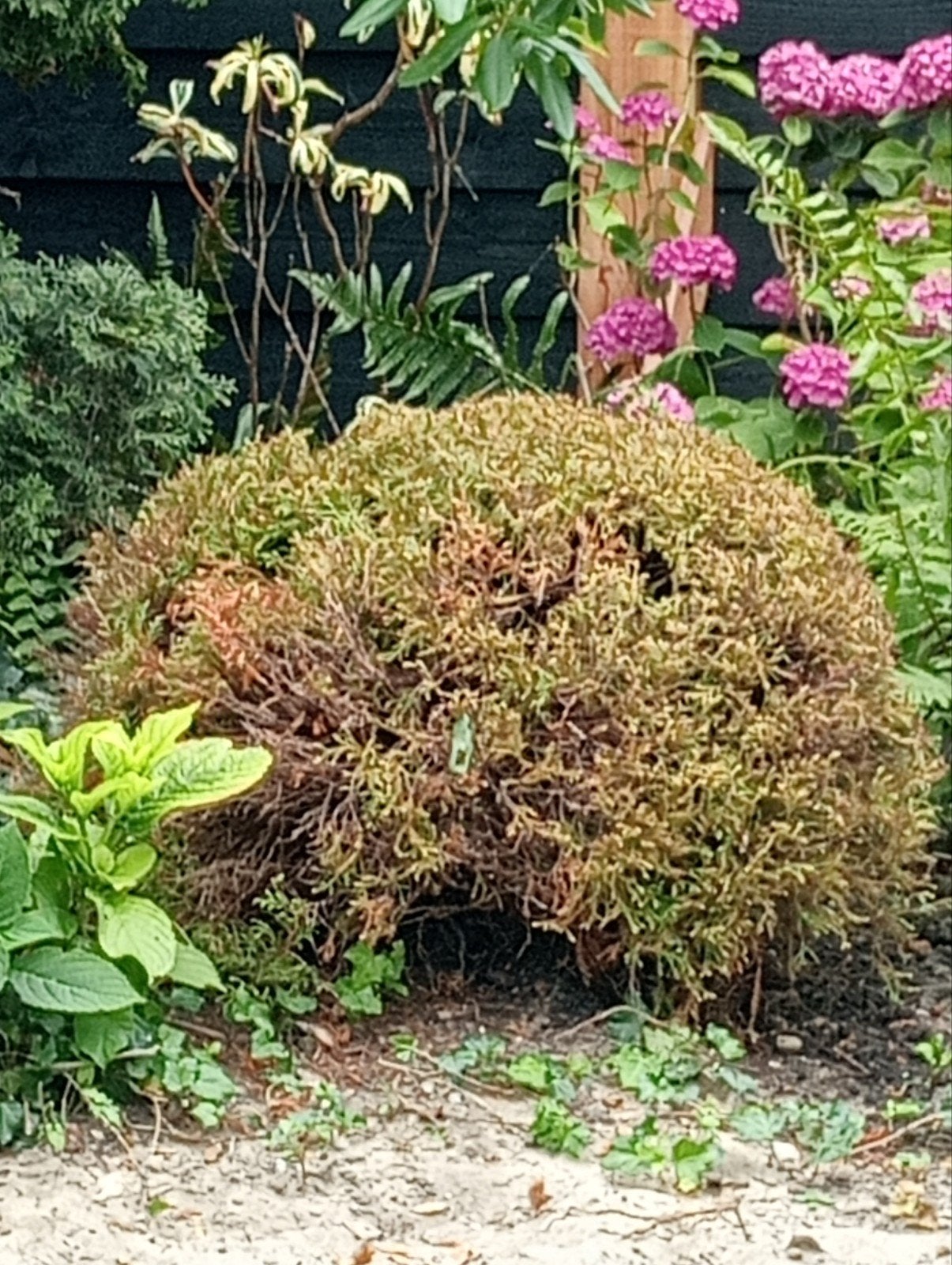 Gevraagd tuinplanten die u kwijt wilt., Tuin en Terras, Planten | Tuinplanten, Ophalen of Verzenden, Overige soorten