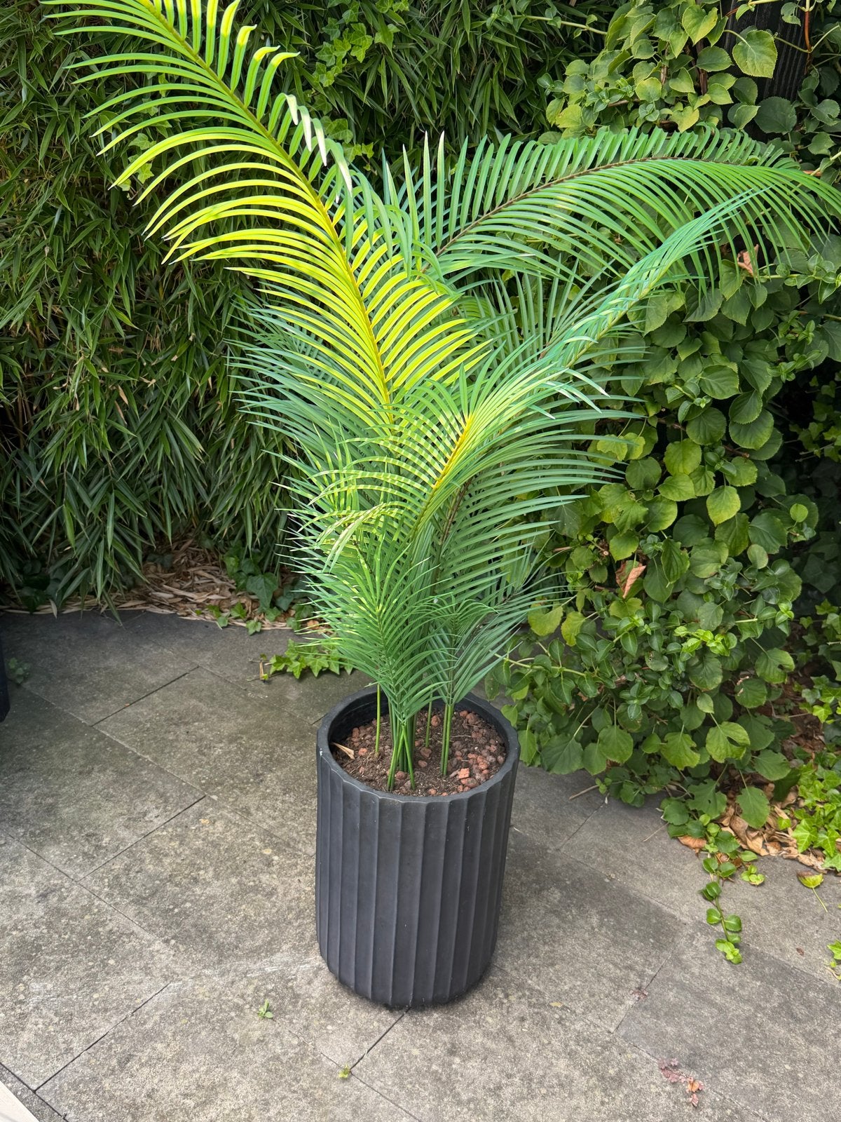 Prachtige kunstpalm, Ophalen, Zo goed als nieuw