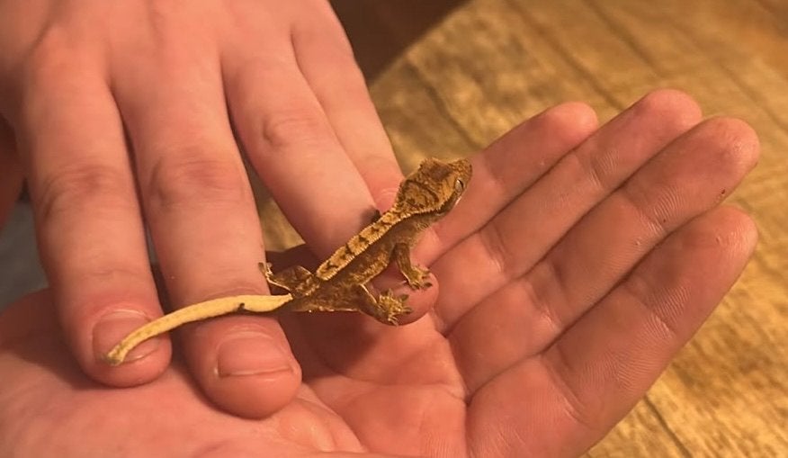 WimperGekko’s Crested Gecko photo 5