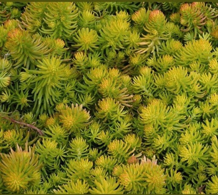 Sedum Dak Planten €0,55/ st. Grote Voorraad, Ophalen, Bodembedekkers, Volle zon, Vaste plant