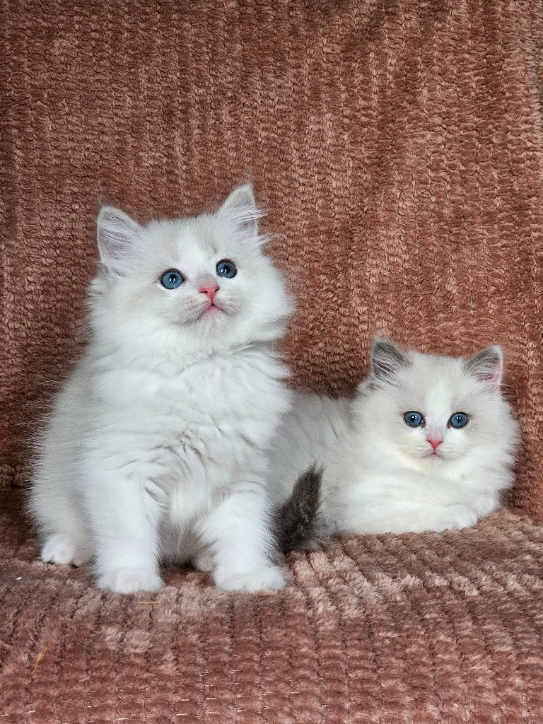 blue en blue lynx bicolor Ragdoll katertjes beschikbaar, Dieren en Toebehoren, Kater, Ontwormd, 0 tot 2 jaar