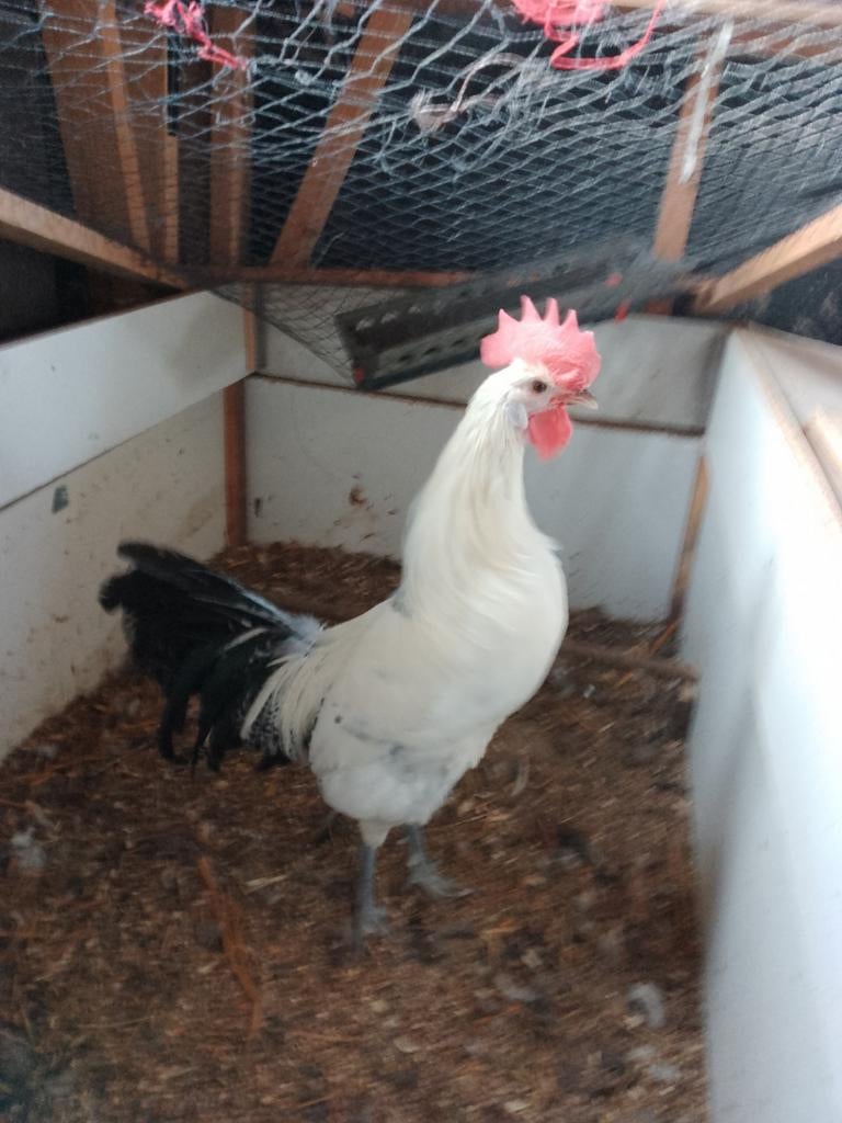 Jonge haan, Groninger meeuw, groot, Dieren en Toebehoren, Pluimvee, Mannelijk, Kip
