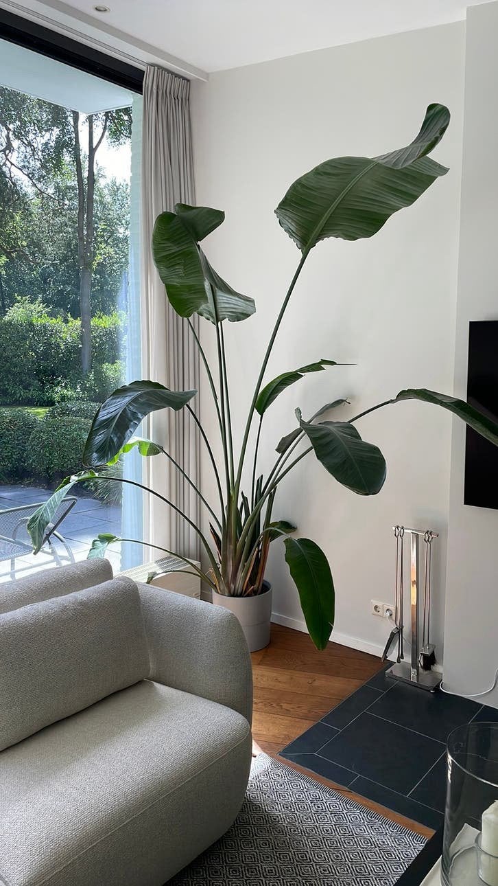 Strelitzia Nicolai XXL 250 hoog, Huis en Inrichting, Ophalen, Halfschaduw, 200 cm of meer