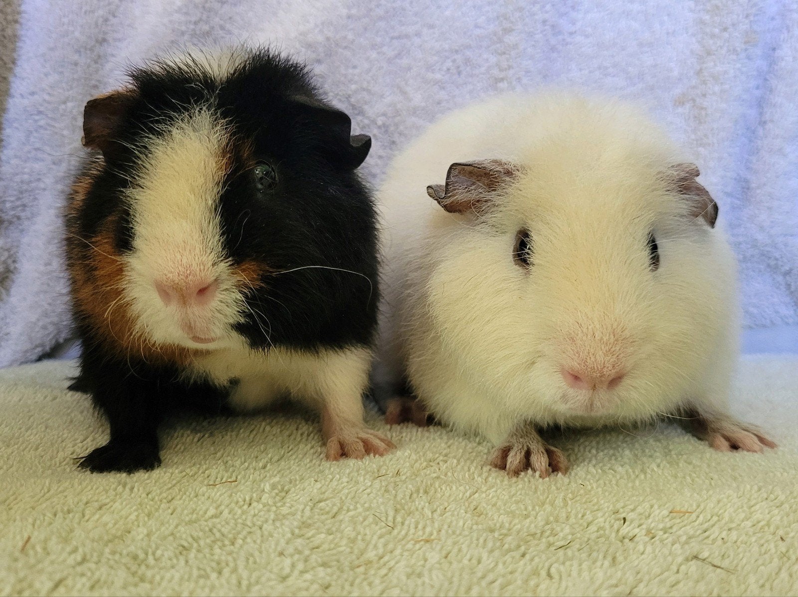 Schattige US Teddy cavia's, Dieren en Toebehoren, Cavia, Mannelijk, Mei, Tam