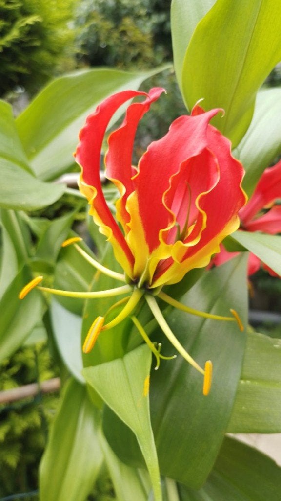 Gloriosa Rothschildiana, Ophalen, Vaste plant, Halfschaduw, Klimplanten