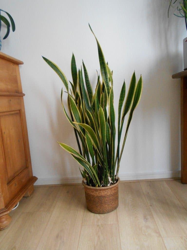sansevieria, Ophalen, Vetplant, Halfschaduw, In pot