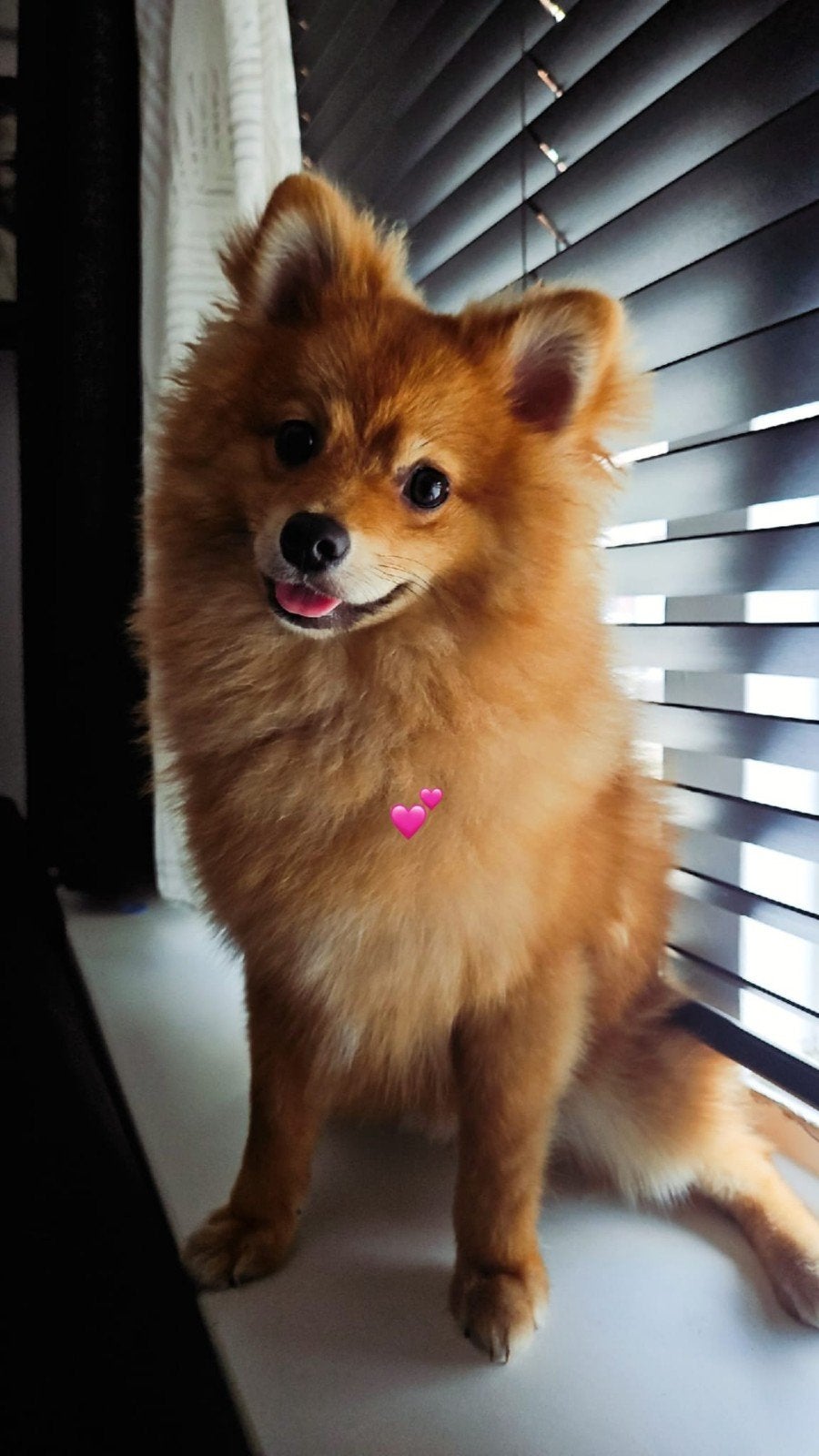 Pomeriaan, 15 weken tot 1 jaar, Eén hond, Nederland, Particulier
