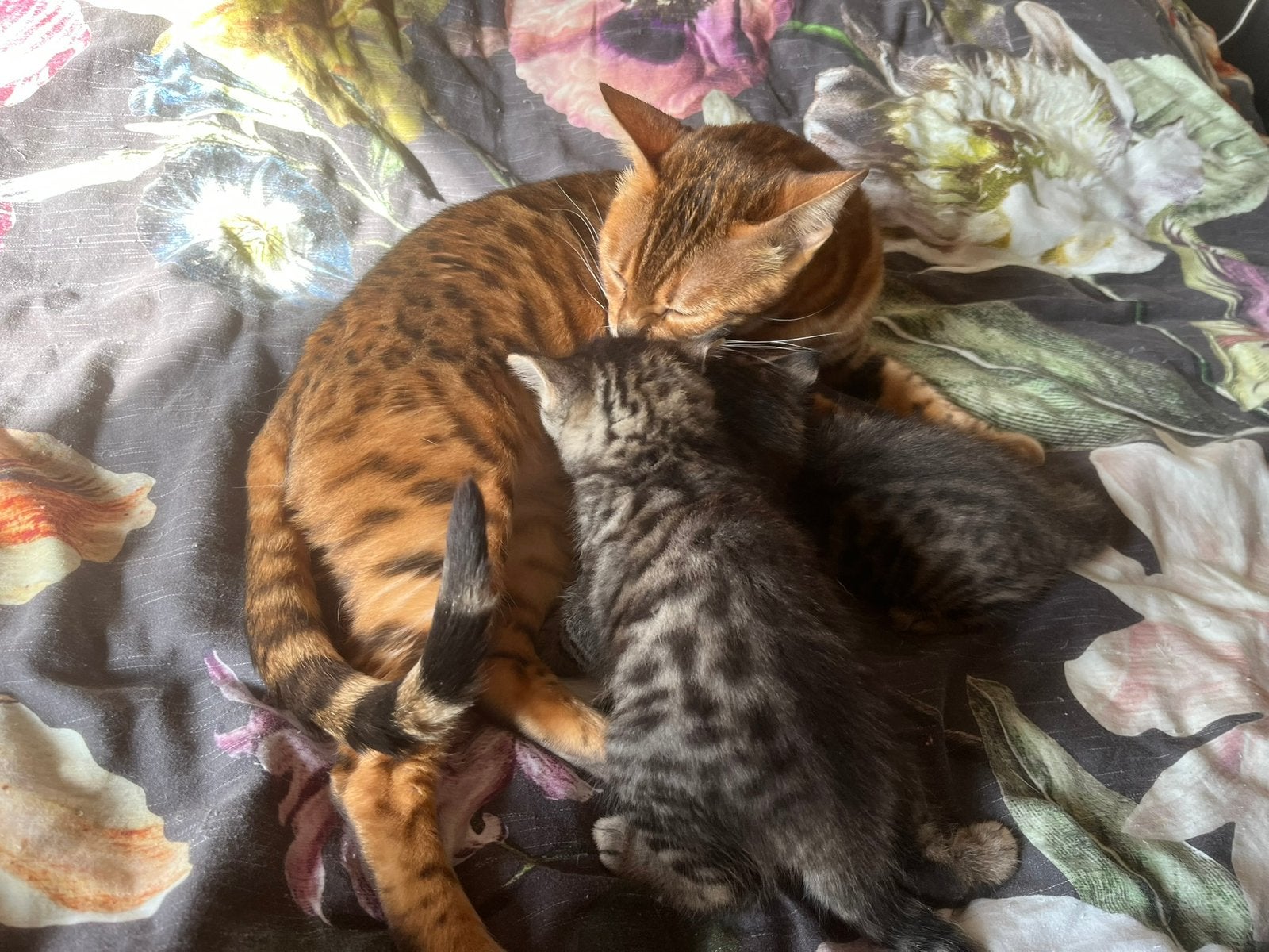 Noorse Boskat X Bengaal 2 kater kittens, Kater, Met stamboom, 0 tot 2 jaar