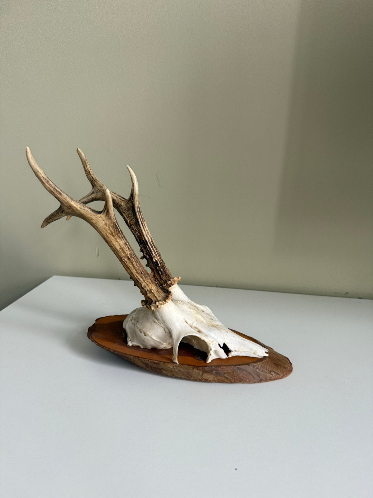 Hertenkop met gewei op houten schild +- 30 cm, Verzamelen, Overige Verzamelen, Ophalen of Verzenden, Gebruikt