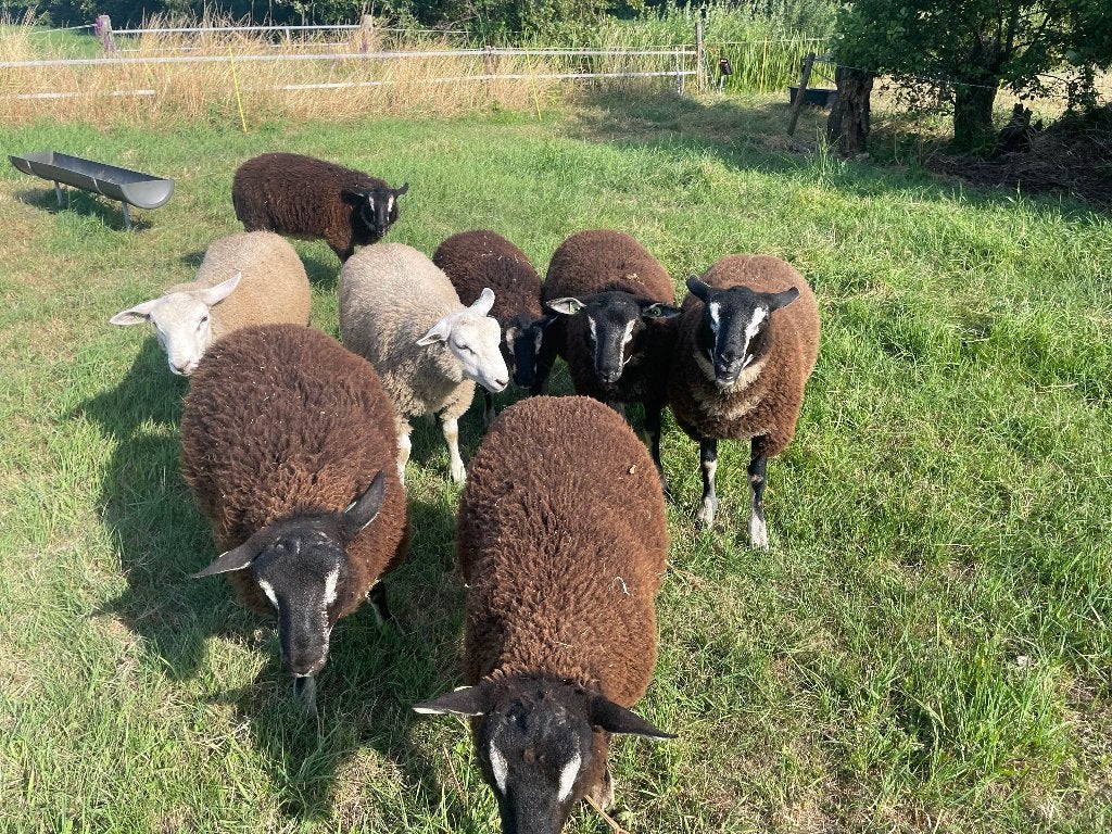 Dassenkop swifter dekrammen, Mannelijk, Schaap, 0 tot 2 jaar
