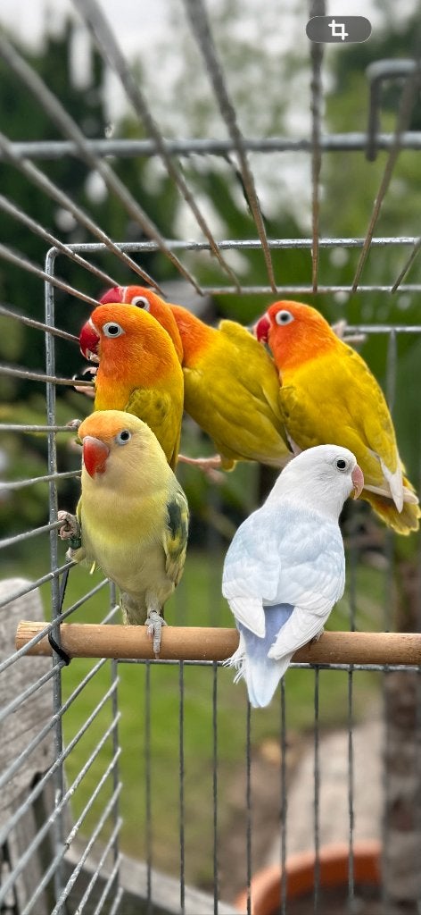 fischeri, Meerdere dieren, Dwergpapegaai of Agapornis, Geringd