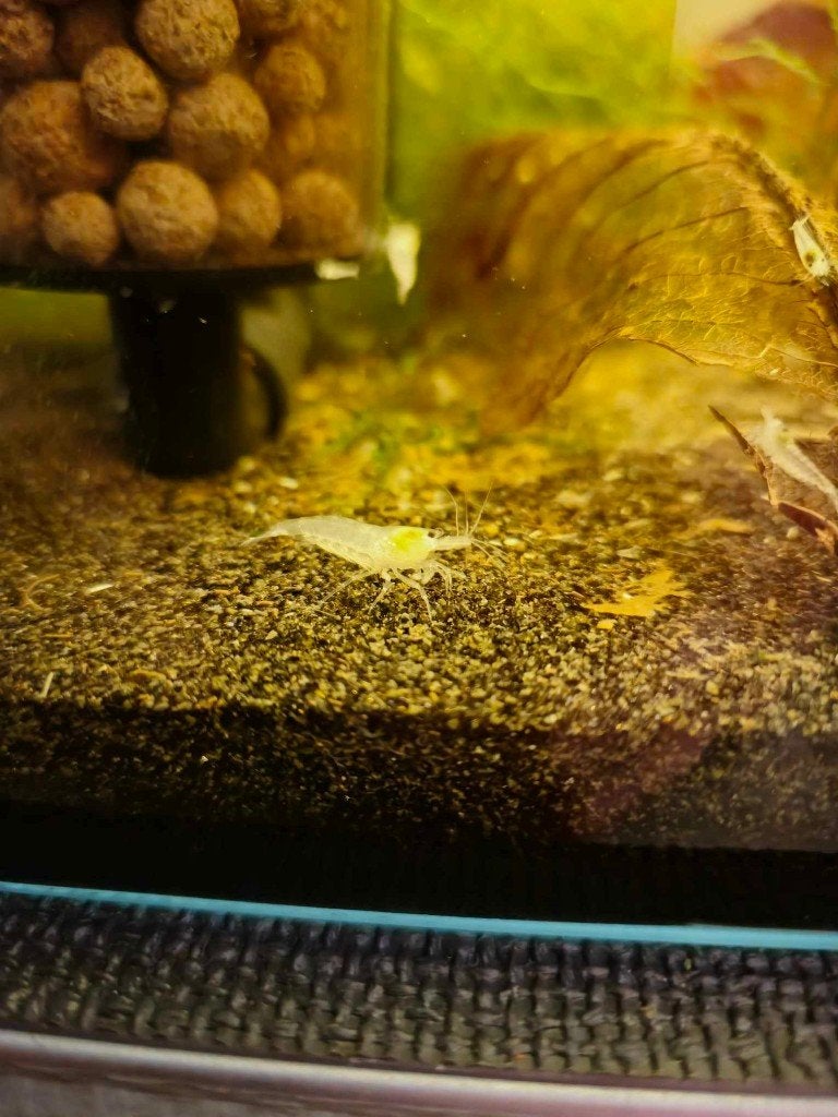 Pearl White garnaal (Neocaridina), Kreeft, Krab of Garnaal, Zoetwatervis