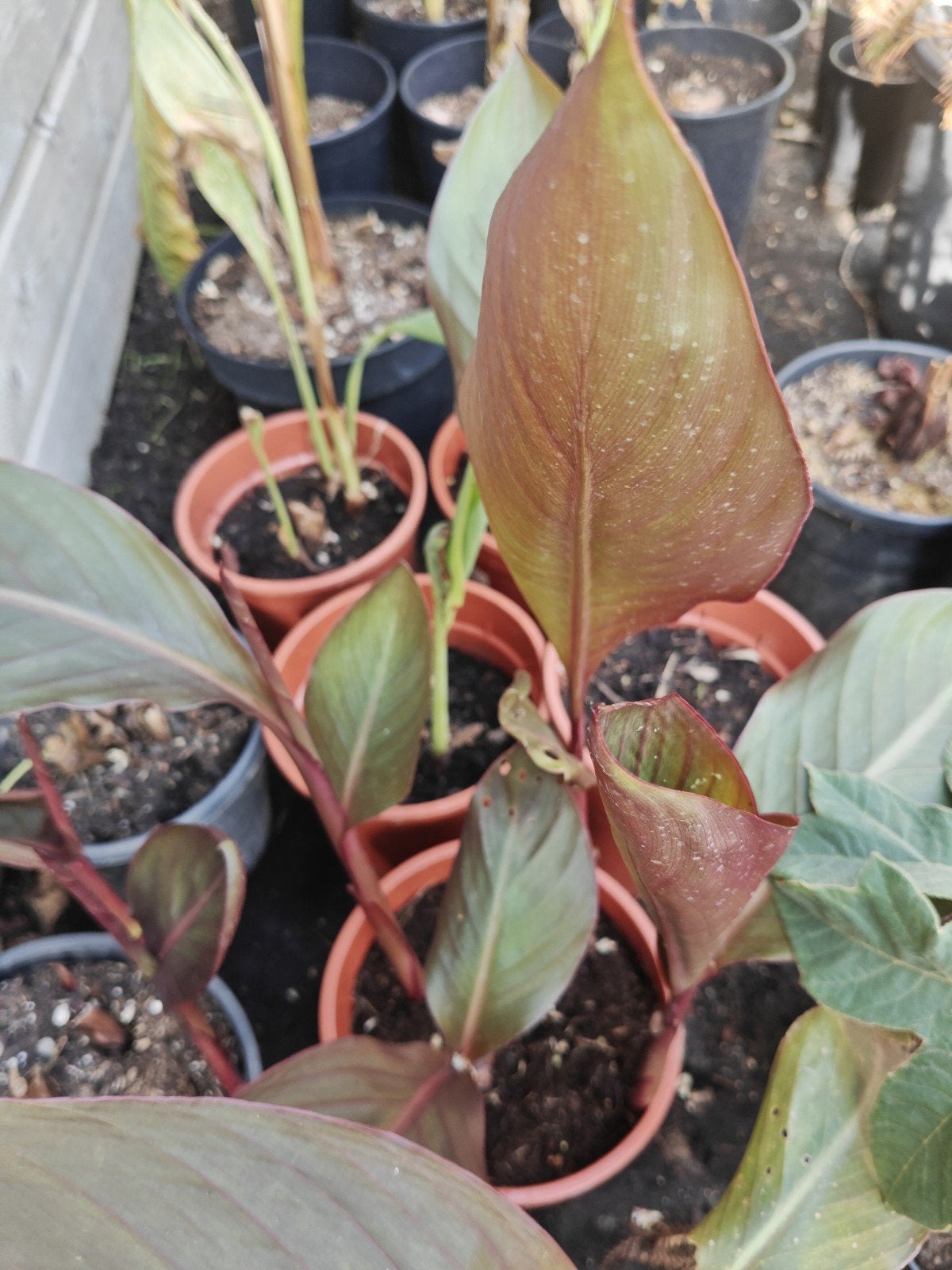 Canna peruvian, Overige soorten, Volle zon, Vaste plant, Ophalen of Verzenden