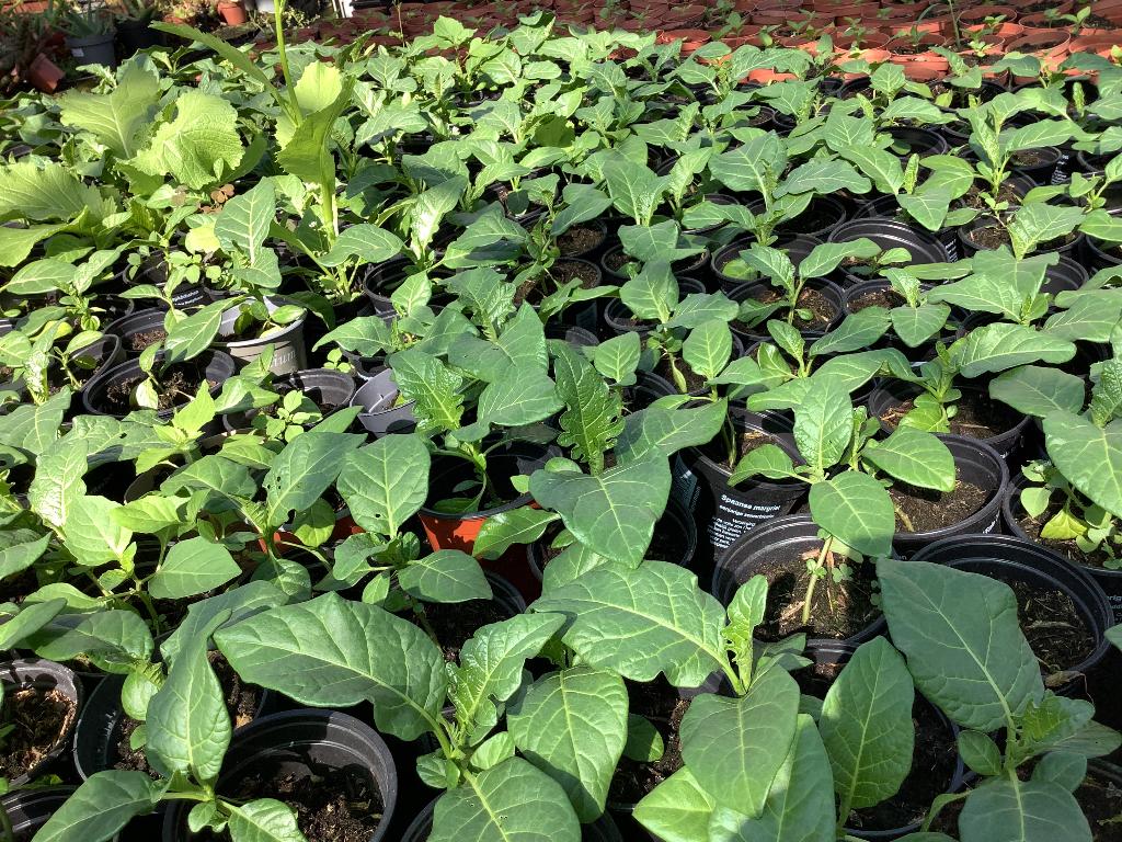 Surinaamse groente Planten, Tuin en Terras, Planten | Tuinplanten, Ophalen of Verzenden, Eenjarig, Groenteplanten, Volle zon