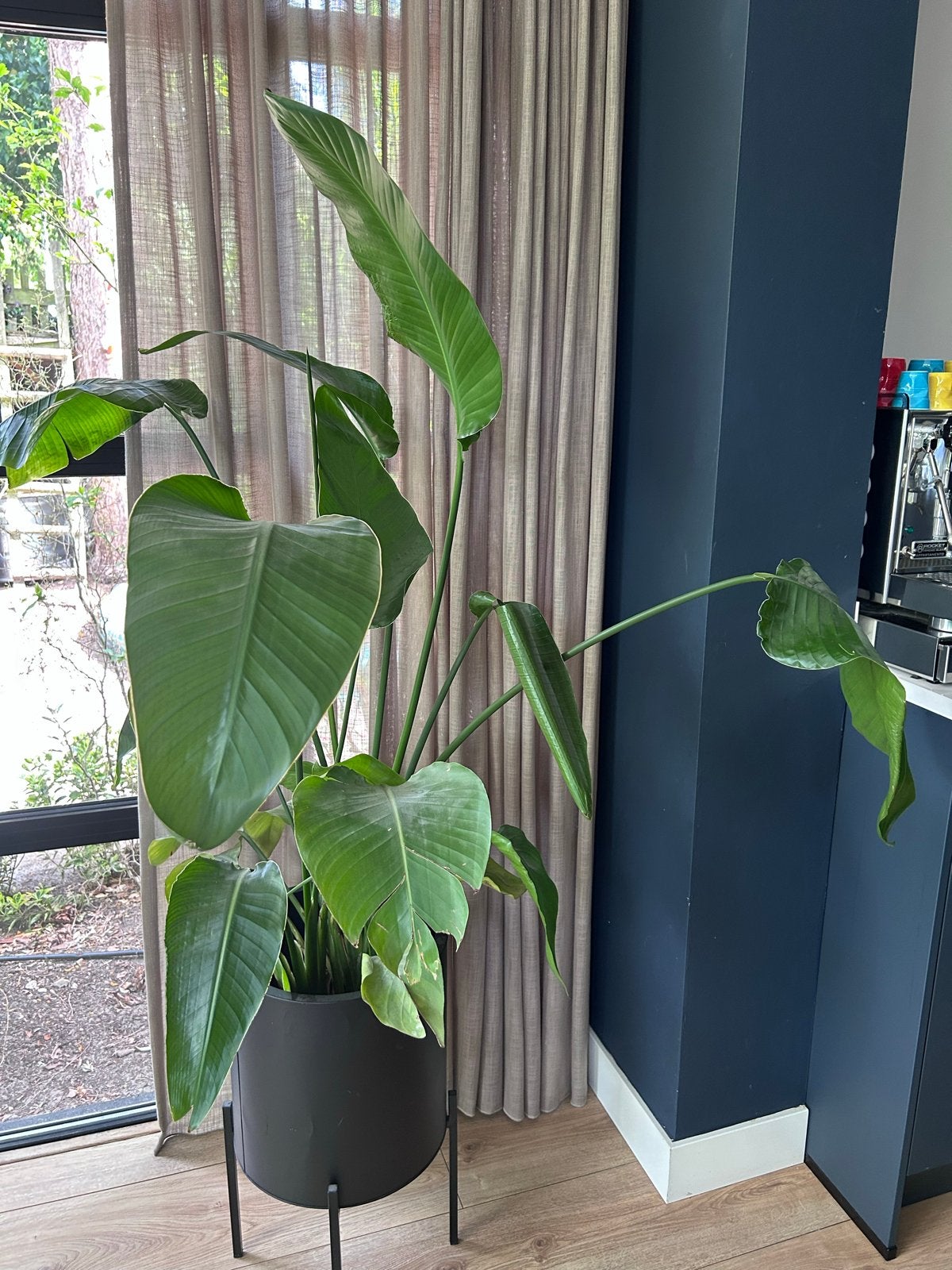 Strelitzia Nicolai met pot, Overige soorten, Ophalen of Verzenden, In pot, 150 tot 200 cm
