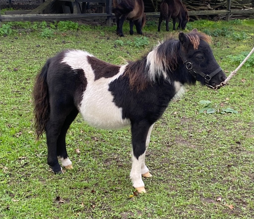 Mini Hengstveulens, Dieren en Toebehoren, Hengst, A pony (tot 1.17m), Met stamboom, 0 tot 2 jaar