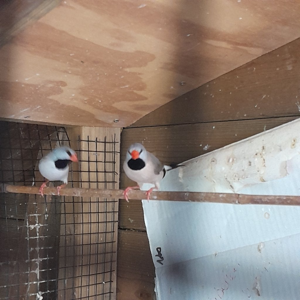 spitsstaartamadines, 3 jonge vogels, Dieren en Toebehoren, Meerdere dieren, Tropenvogel