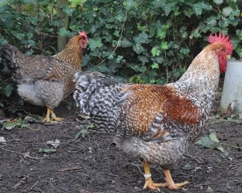kuikens, Dieren en Toebehoren, Mannelijk, Kip