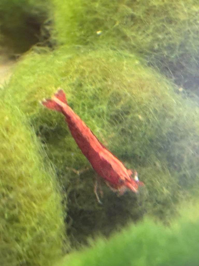Garnaal red sakura, Kreeft, Krab of Garnaal