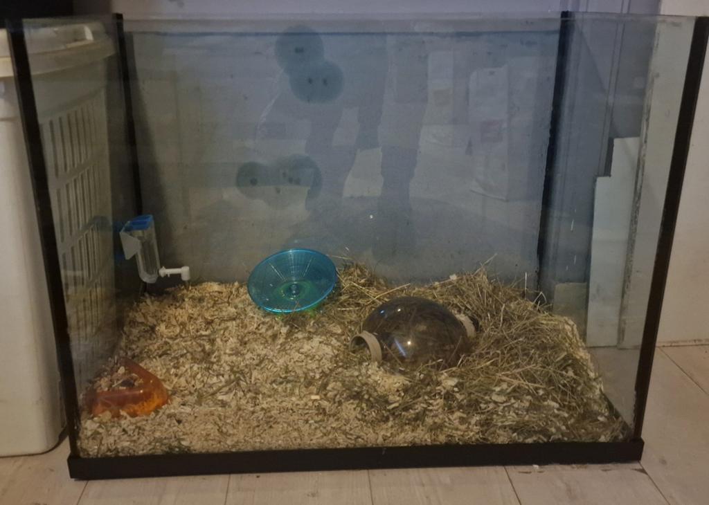 Ruim Aquarium,glazen hamster bak+spullen e.v.t met hamster, Dieren en Toebehoren, Knaagdieren en Konijnen | Hokken en Kooien, Overige typen