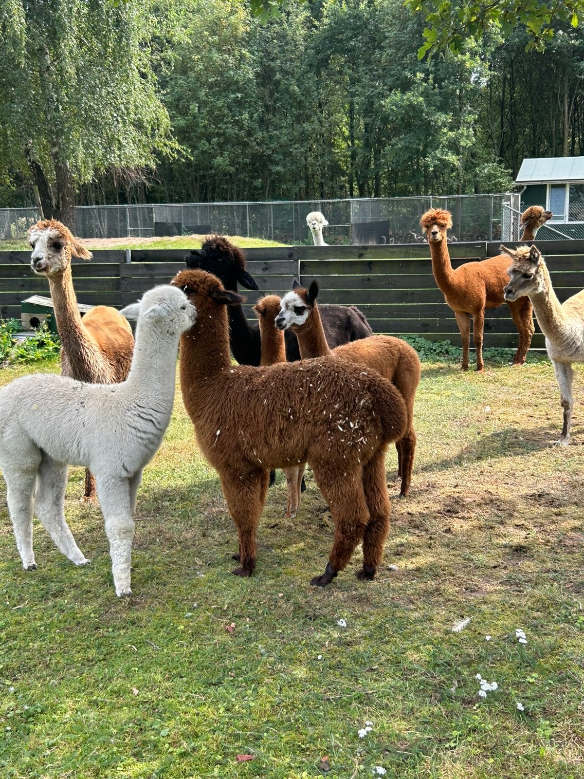 Gevraagd alpaca s 2025 2026, Juli, Meerdere dieren