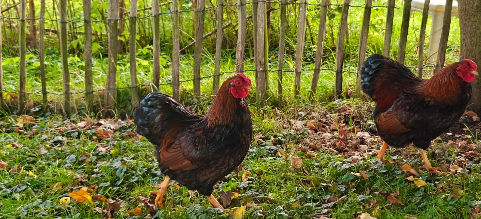 wyandotte haantjes haan hanen, Dieren en Toebehoren, Mannelijk, Kip