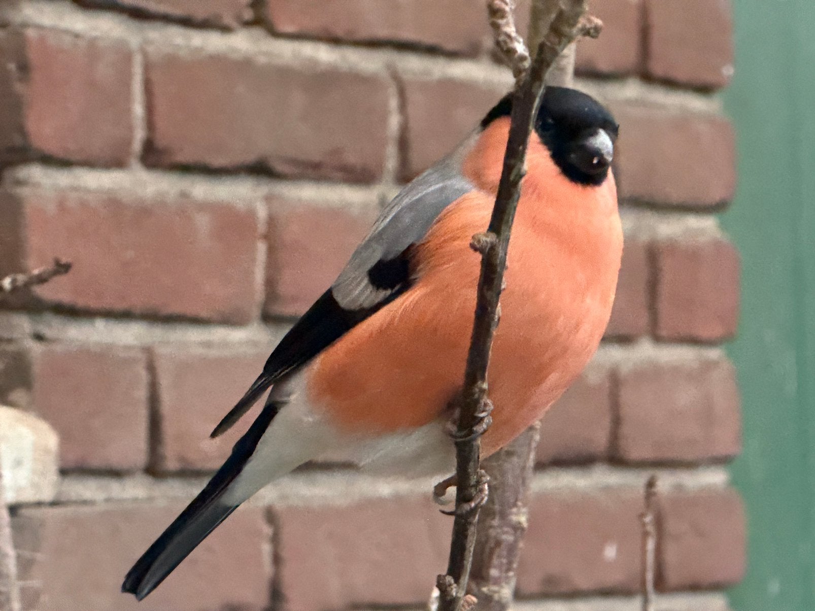 Gevraagd noorse goudvink pop, Vrouwelijk, Wildzangvogel