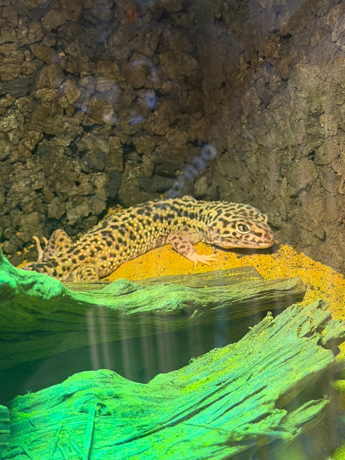 Compleet luipaard gekko terrarium Leopard Gecko photo 2