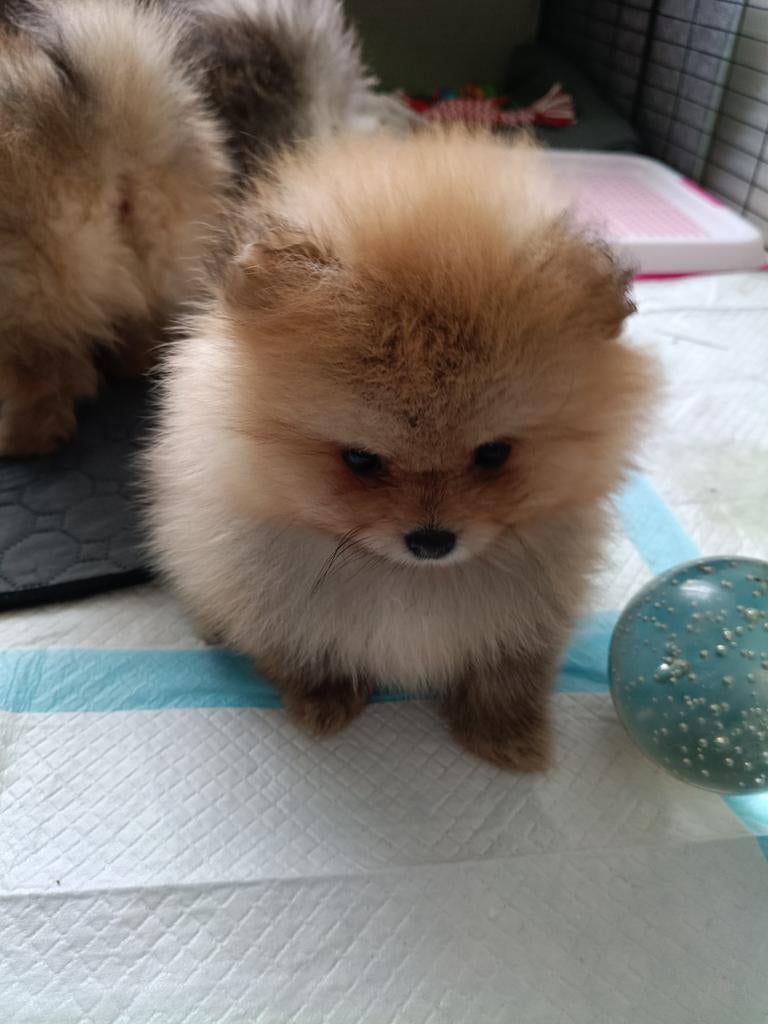 Pomeriaan pups mini super mooi meisje NL., Dieren en Toebehoren, Keeshond, Teef, Meerdere, Nederland
