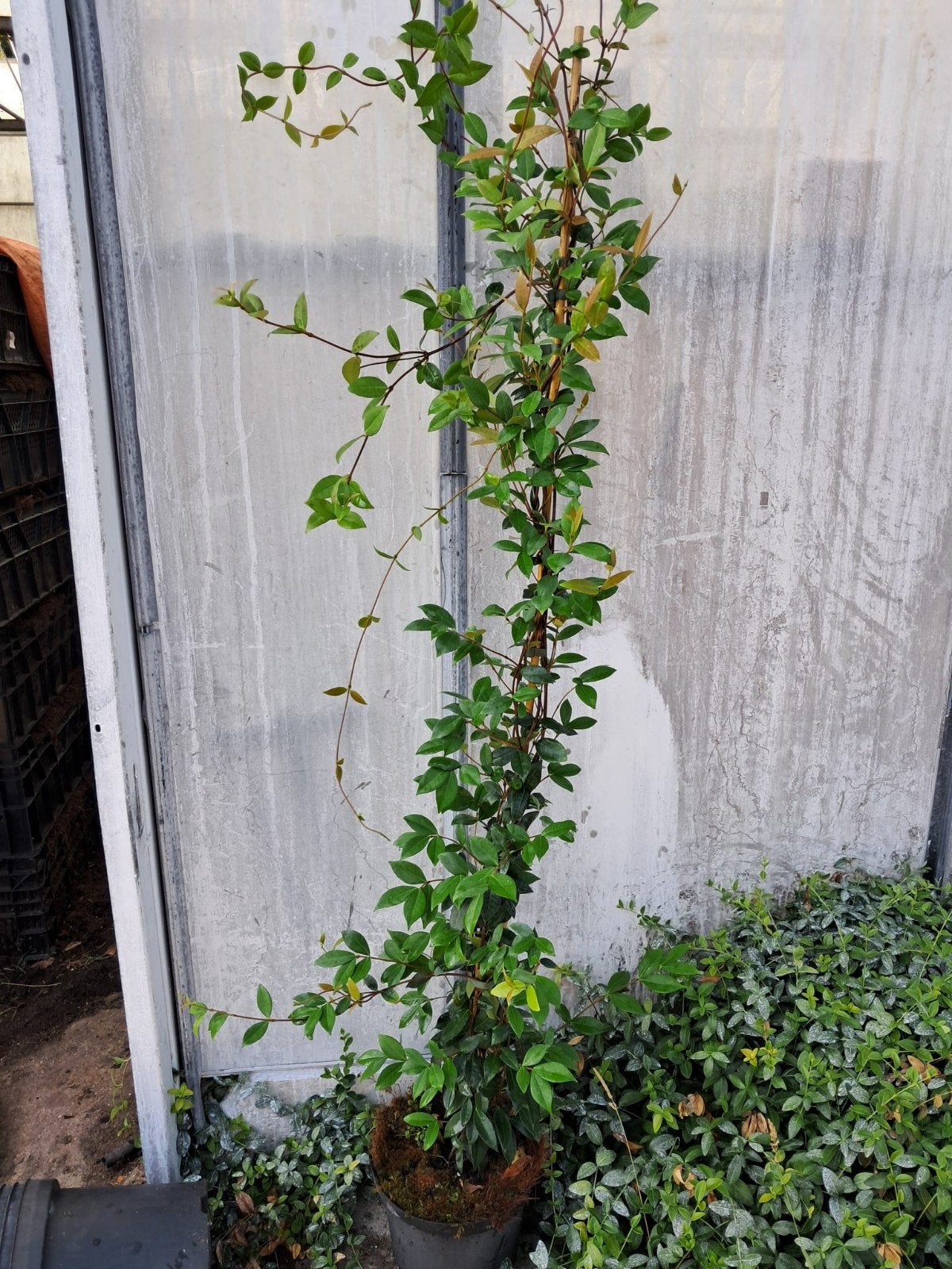 Toscaanse Jasmijn, Ophalen, Volle zon, Vaste plant, Klimplanten