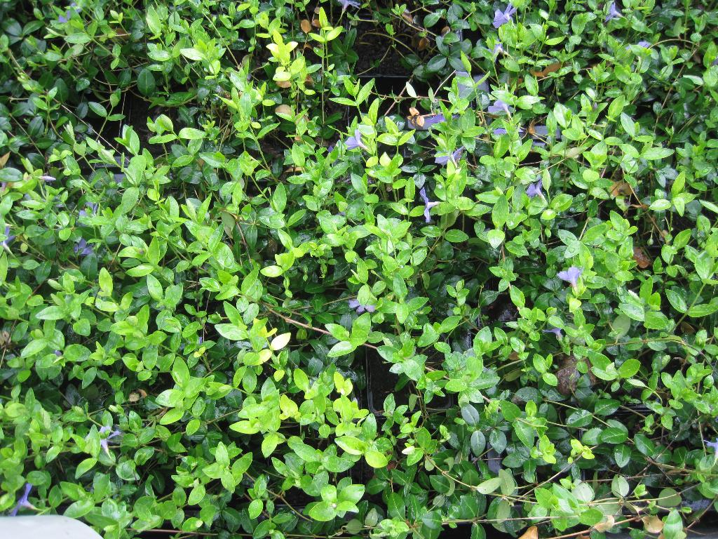 Vaste -planten Vinca, Echinacea, Rudbeckia, Tuin en Terras, Planten | Struiken en Hagen, Ophalen, Overige soorten, Struik, Minder dan 100 cm