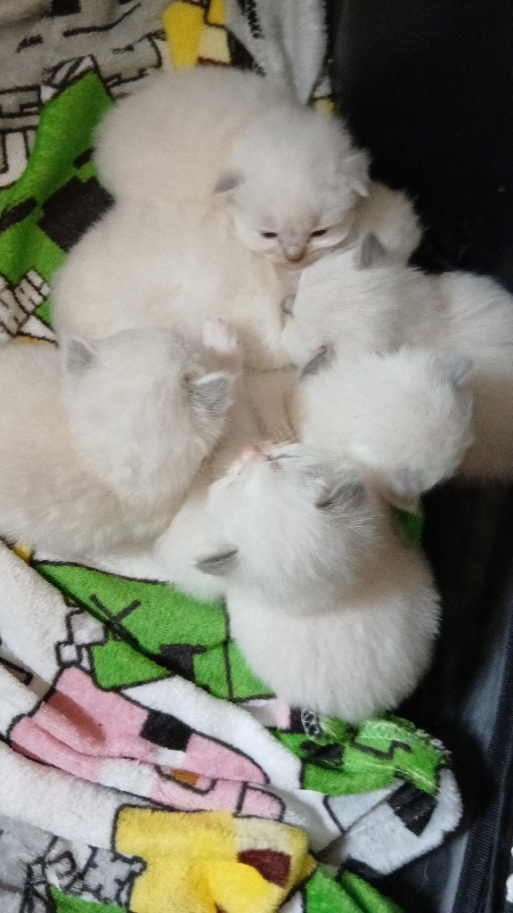 Ragdoll kittens, Meerdere dieren, Gechipt, 0 tot 2 jaar