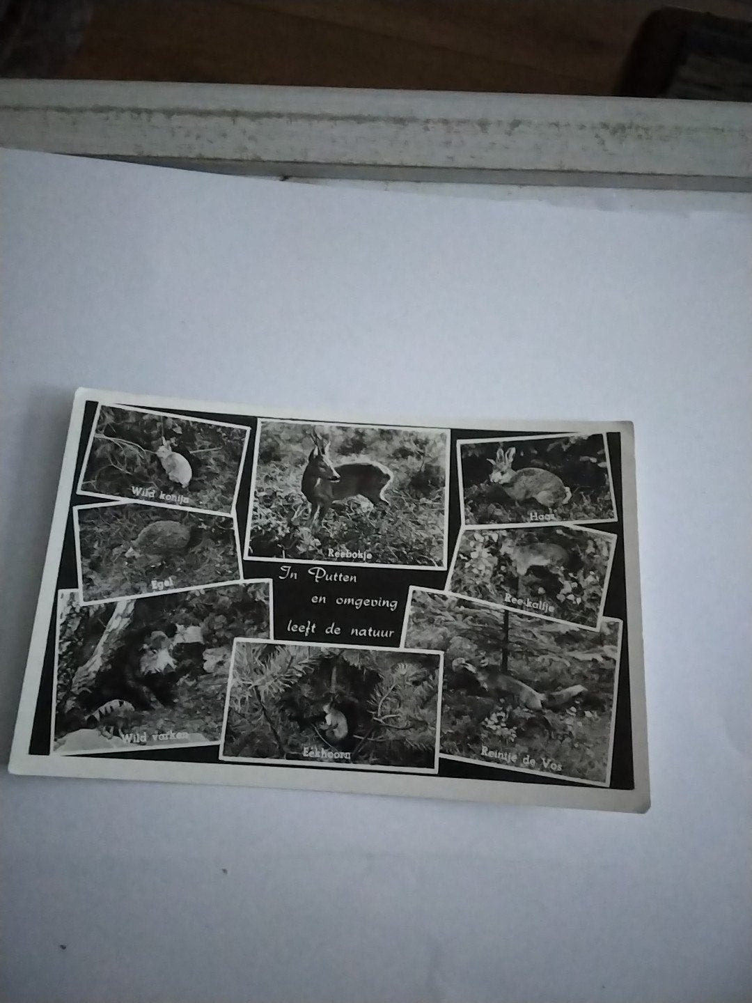 Oude ansichtkaart: Dieren in Putten en omgeving, Ophalen of Verzenden, 1940 tot 1960, Gelopen, Gelderland