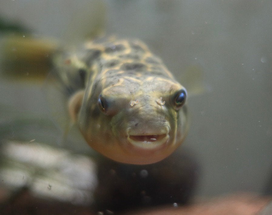 Fahaka kogelvis (Tetraodon lineatus) +/-20 cm, Vis